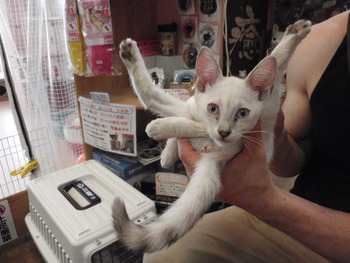 シャム猫里親体験予約