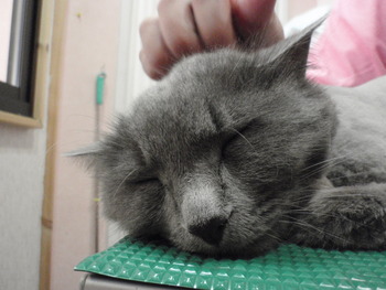 イクちゃん