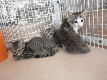 ７匹の猫里親募集中