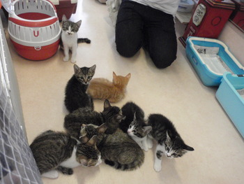猫らんど猫だらけ