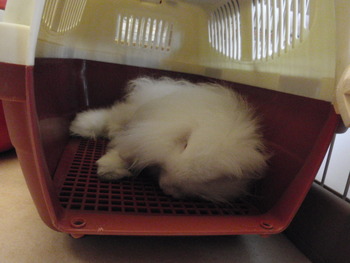 猫らんど猫だらけ