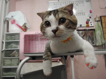 たいがくん