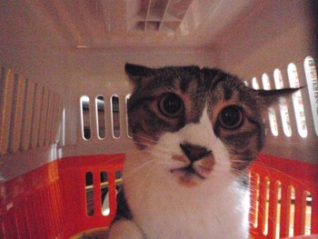 寅吉君　猫ホテル