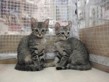 ５匹の猫里親募集