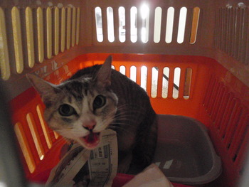 スヌちゃん　猫ホテル