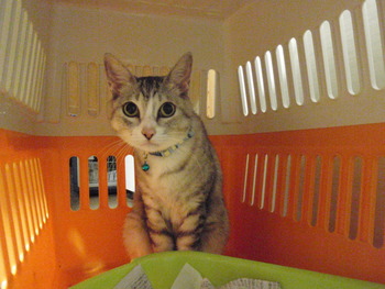 スヌちゃん　猫ホテル