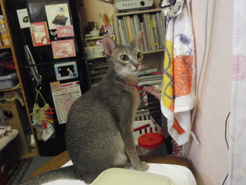 海ちゃん＆茶～　猫ホテル