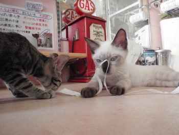 4匹の子猫里親募集中