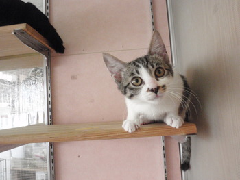 4匹の子猫里親募集中
