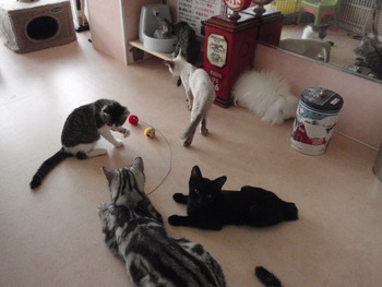 4匹の子猫里親募集中