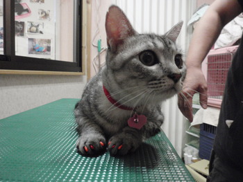 メルちゃん