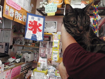 ナイト君　猫ホテル