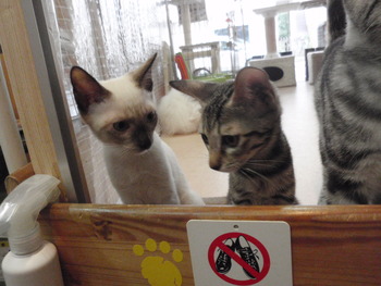 シャム猫＆きじトラ猫　里親募集