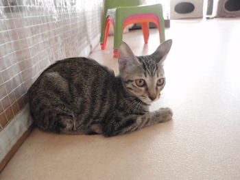 子猫里親募集