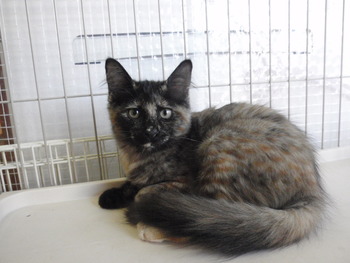 子猫里親募集
