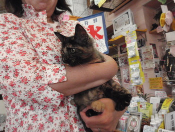 さび猫ちゃん　決まりました　65