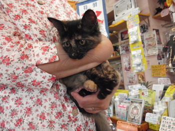 さび猫ちゃん　決まりました　65