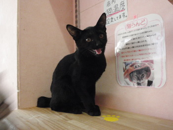 黒猫里親募集