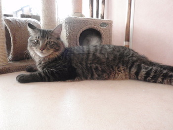 虎太郎君　猫ホテル