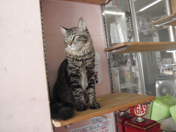 虎太郎君　猫ホテル