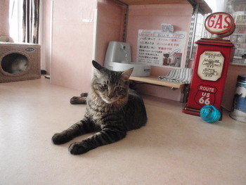 虎太郎君　猫ホテル