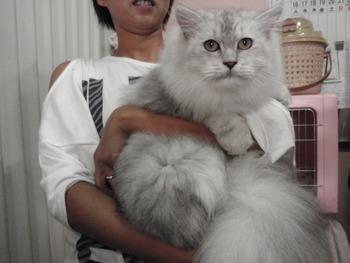 サガン君　猫爪切り