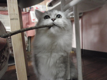 サガン君　猫爪切り