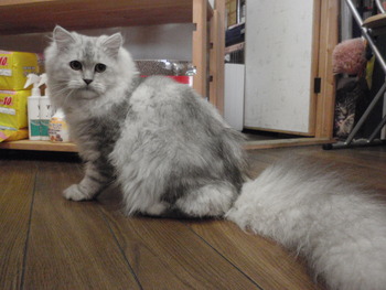 サガン君