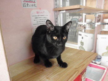 仔猫里親募集　店
