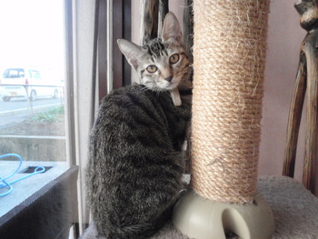 仔猫里親募集　店