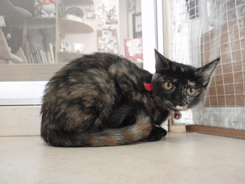 仔猫里親募集　店
