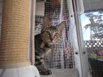 仔猫里親募集　店