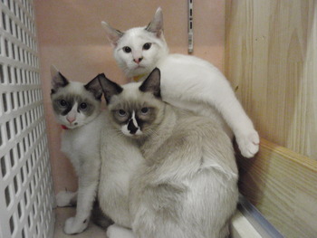 大きくなった3兄弟