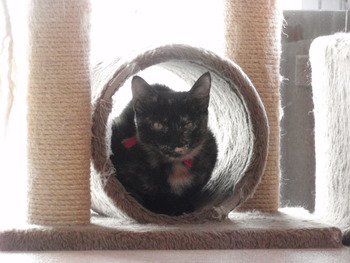 子猫里親募集　店