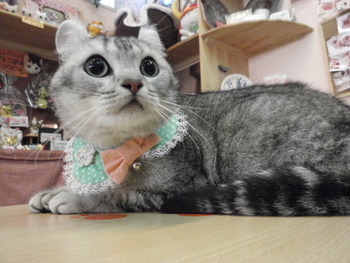 ラム君