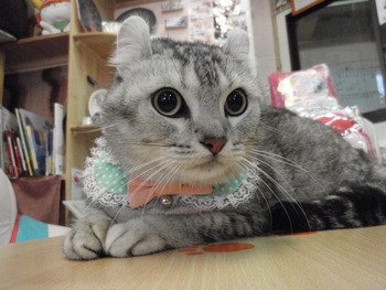 ラム君