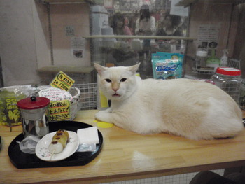 猫の爪きり