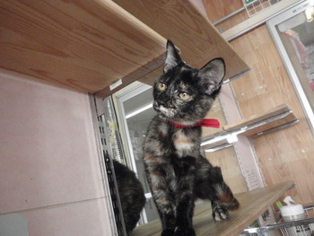 サビ猫　里親募集　店