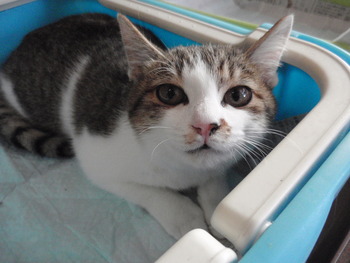 白きじ猫里親募集