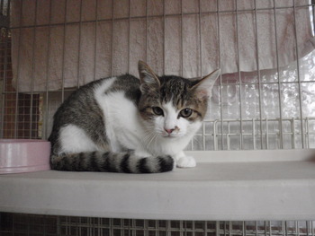 白きじ猫里親募集