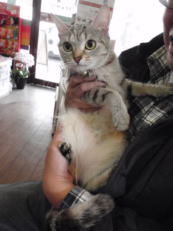 猫の爪きり