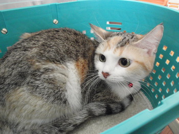 猫の爪きり