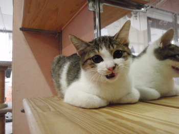 子猫里親募集