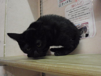 子猫里親募集