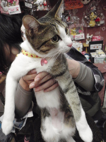 サクラちゃん