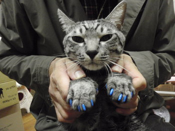 サク君　ネイルキャップ