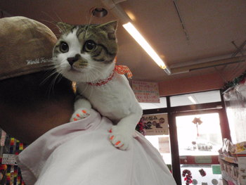 たいが君