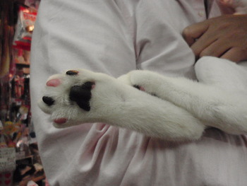 たいが君