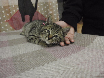 子猫里親募集　店