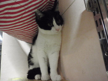 子猫里親募集　店